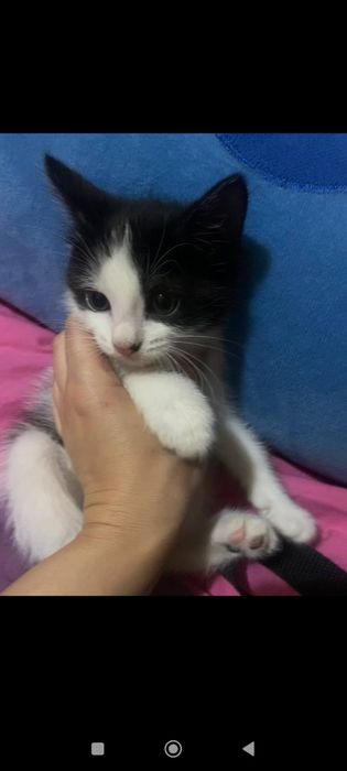 Котенок мальчик полтора месяца