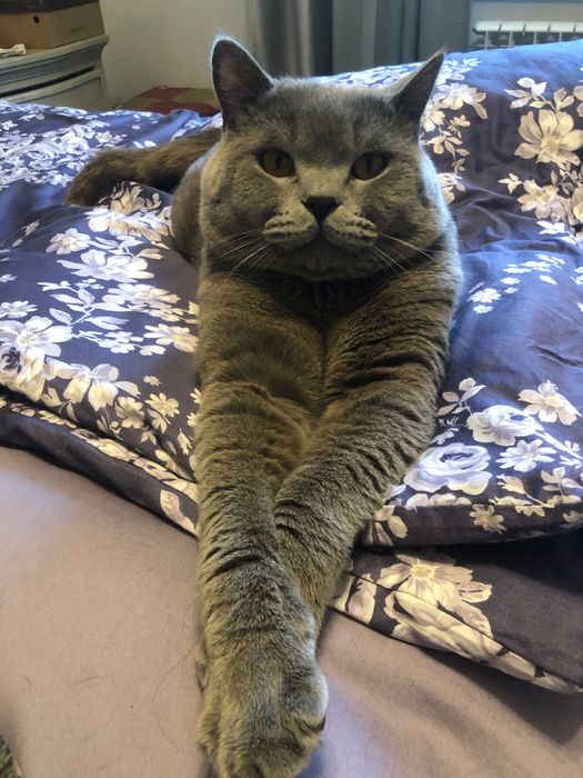 Британец племенной с родословной