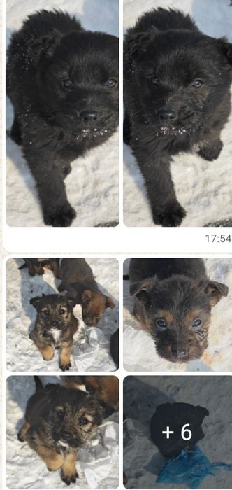 Отдам  щенят даром