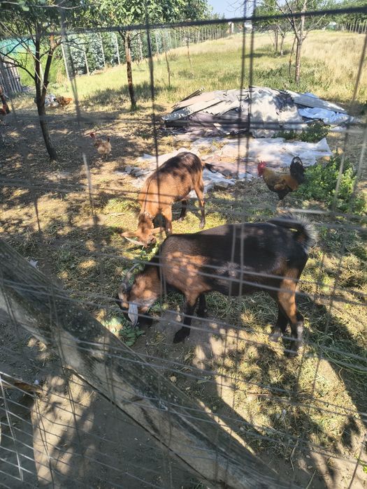 Căpriță Alpin Francez,Țap Metis Alpin francey