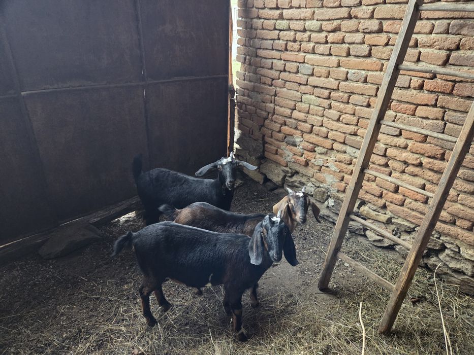 Vând 3  ieduțe gestante, metis Anglo-Nubian + 1 țap
