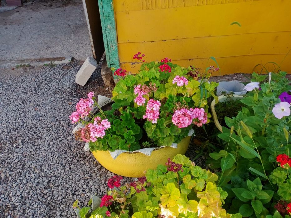 Продам ростки герань
