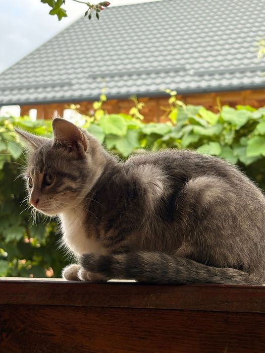 Pisici pentru adoptie