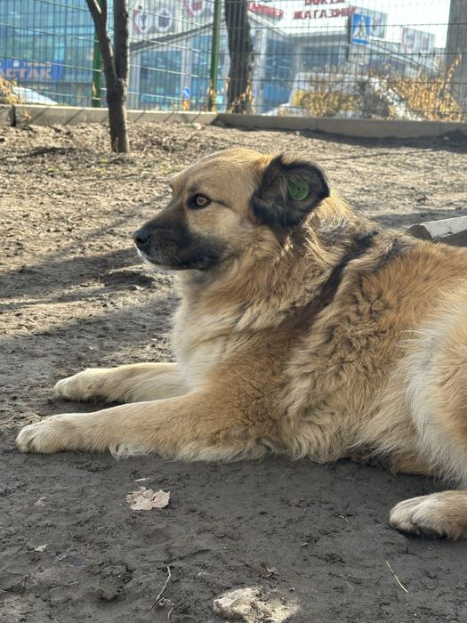 Пристраивается собачка