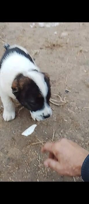 Таза Алабай кушик