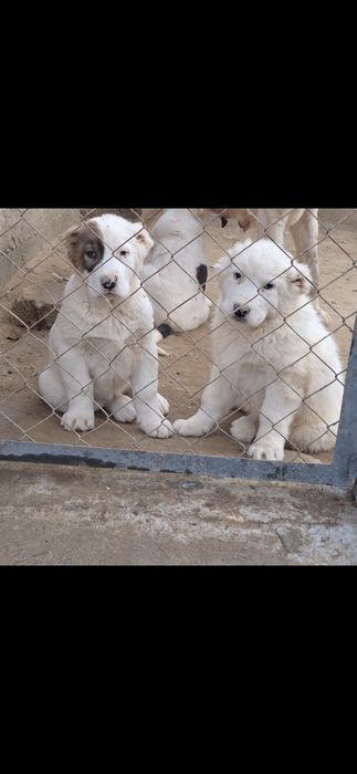 Алабай қарабасик күшіктер