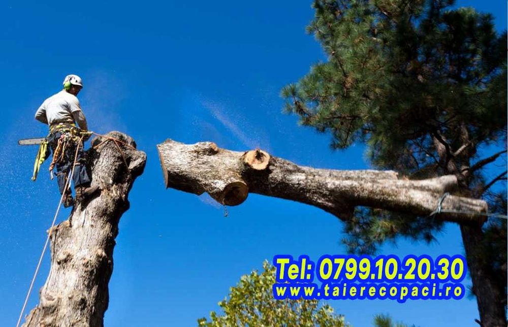 Taiere copaci, toaletare Ilfov, brad, nuc, tei, cires plop evacuare