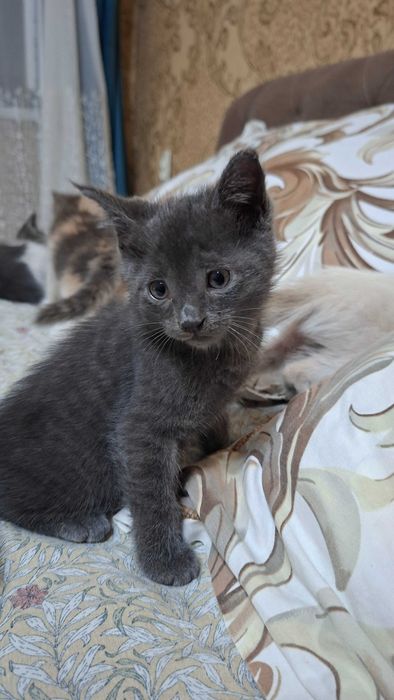 Отдам даром котят