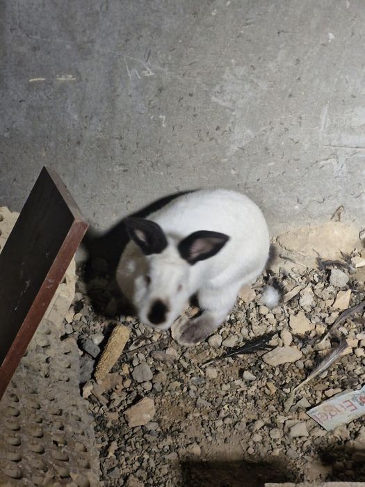 Toza evro kalif quyonimiz sotiladi sames