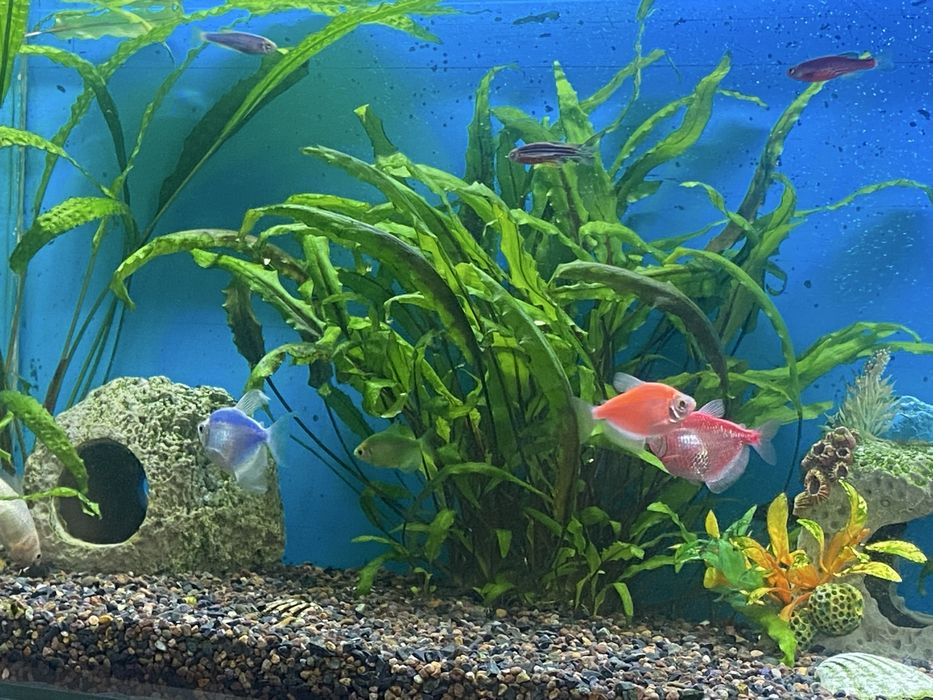 Продается аквариум с рыбками