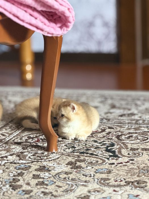 Shinshilla шиншилла