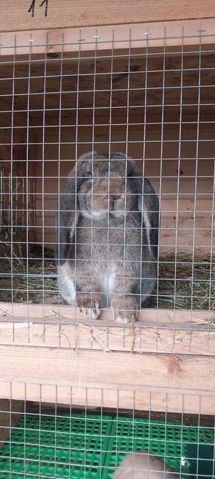 Зайци за разплод френски кочоват