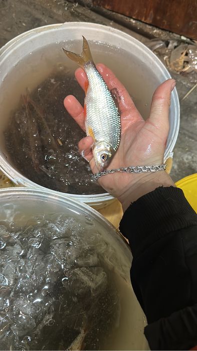 Живец, чебак Свежий