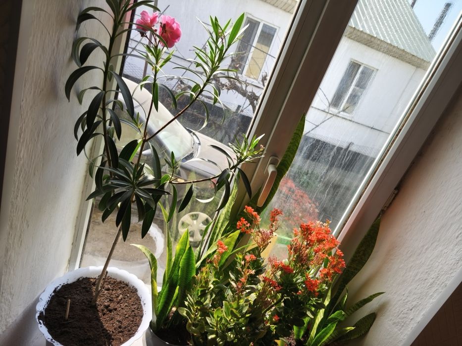 Цветы отдаю дешево