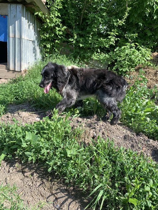 Руский спанель