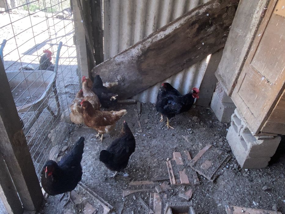 Gaini de Casa foarte bune