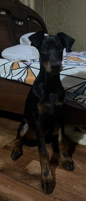 Продам собачку породы доберман