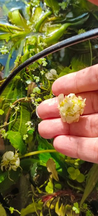 Аквариумное растение