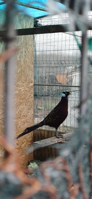 Fazani de mai multe rase