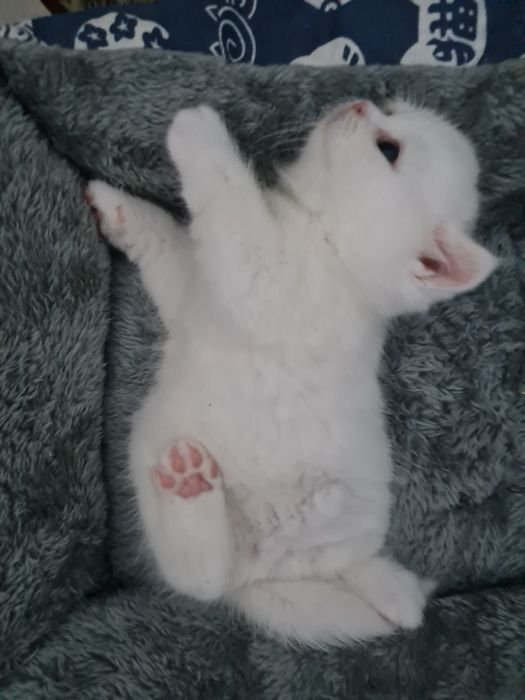 Pisica british shorthair alba cu pedigree