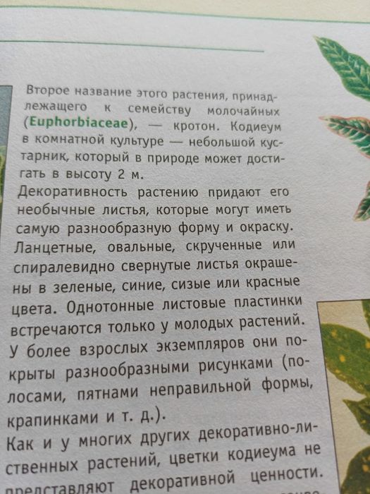 Кротон (кодиеум)
