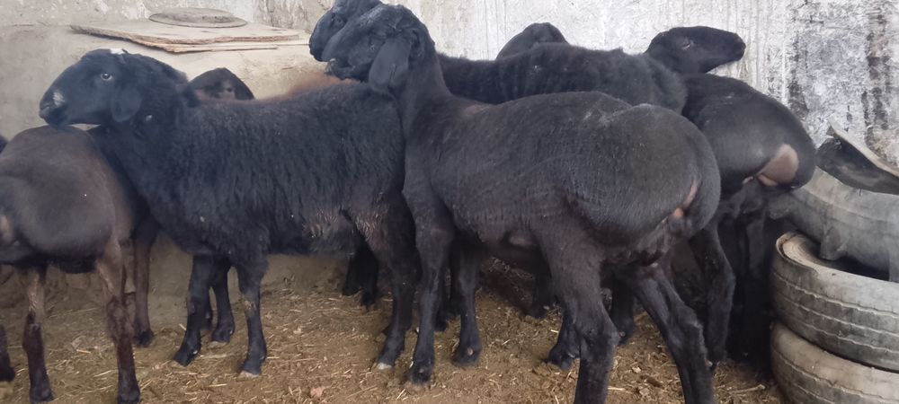 Бугоз куйлар 4500 дан