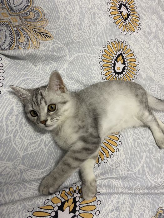 Поодам котенка , британская шиншилла