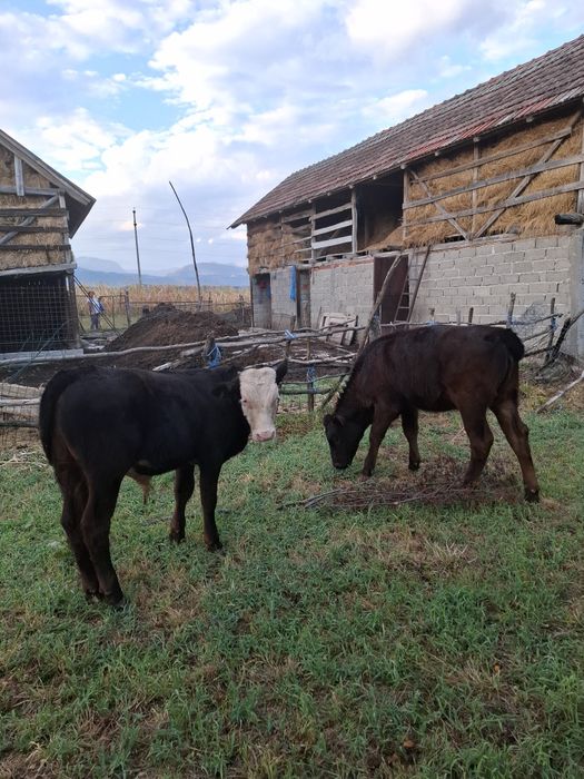 Viței de vânzare