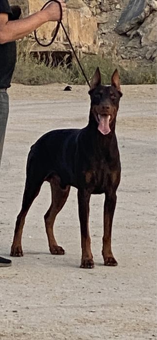 Доберман с родословной на вязку .
