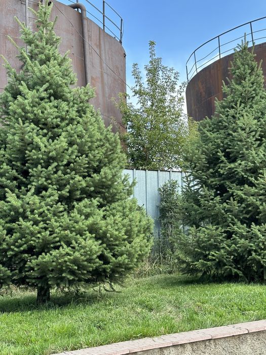 Елки горные