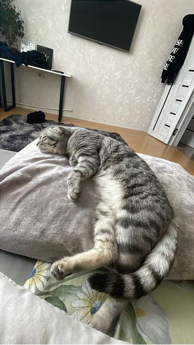 Шотланский веслоухий кот