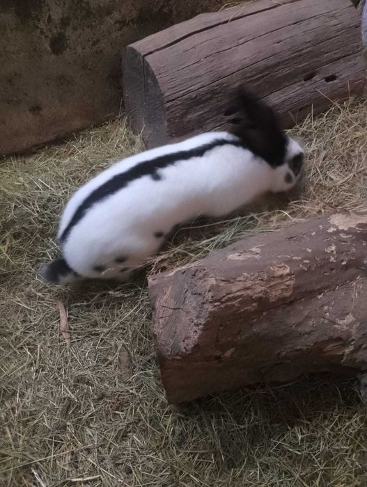 Vând pui de iepuri și un mascul