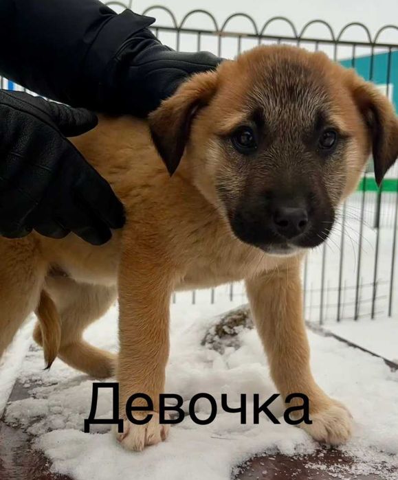 Мальчик и девочка ищут заботливых хозяев