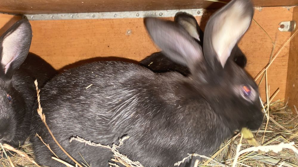 Кролики 5 месяцев