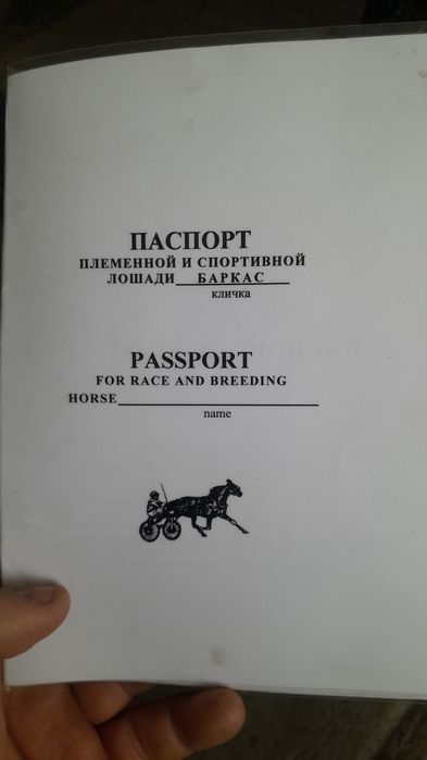 Продам француского рысака