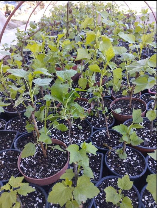 Касис,френско грозде в саксия