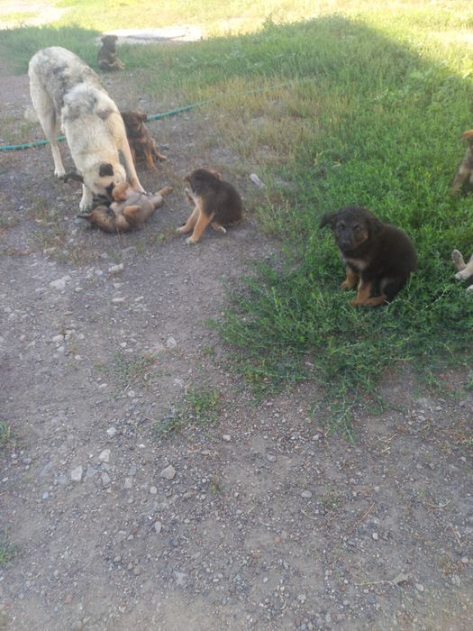 Отдам даром в хорошие руки