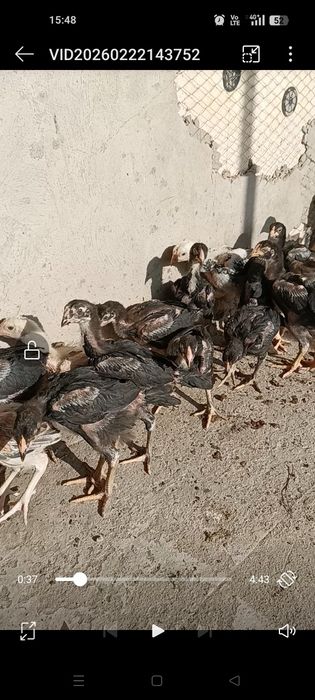 Дакан бойцовые цеплята