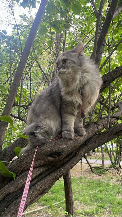 Отдаю кошечку в добрые руки