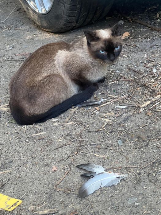 Отдам кошку Сиамскую