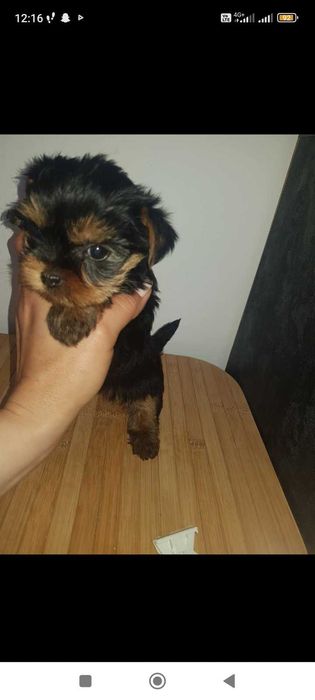 Йоркита сладки мъници