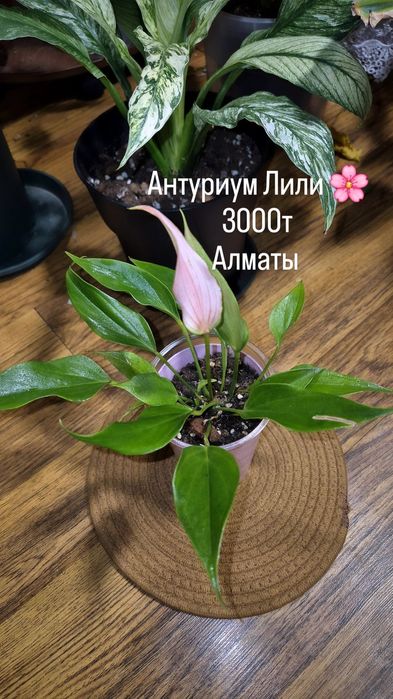 Комнатные растения