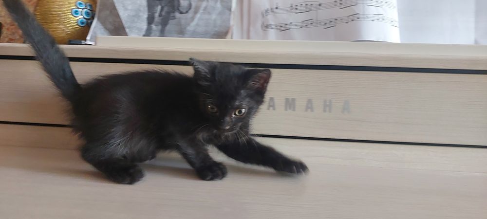 Котенок. Девочка.  15 июня рождения