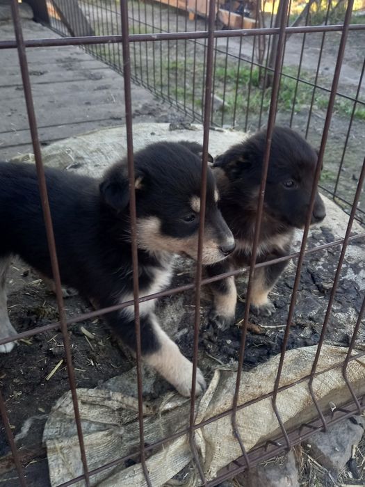 Щенки 1.5 месяца