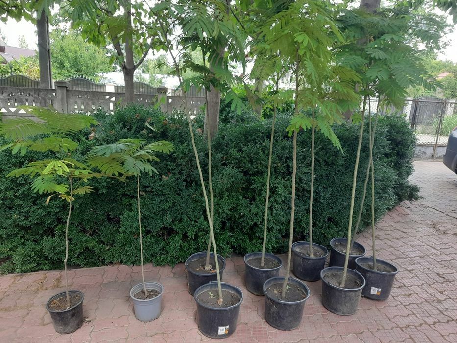 Vand sălcii pletoase la ghiveci  și arbori de mătase la ghiveci