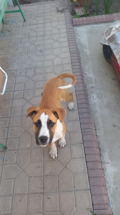 Щенки питбуль 4 месяца