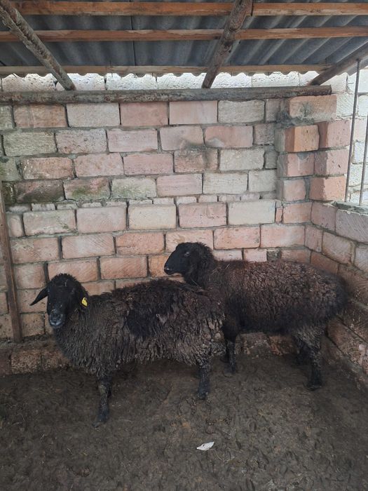 Кой сатылады ***