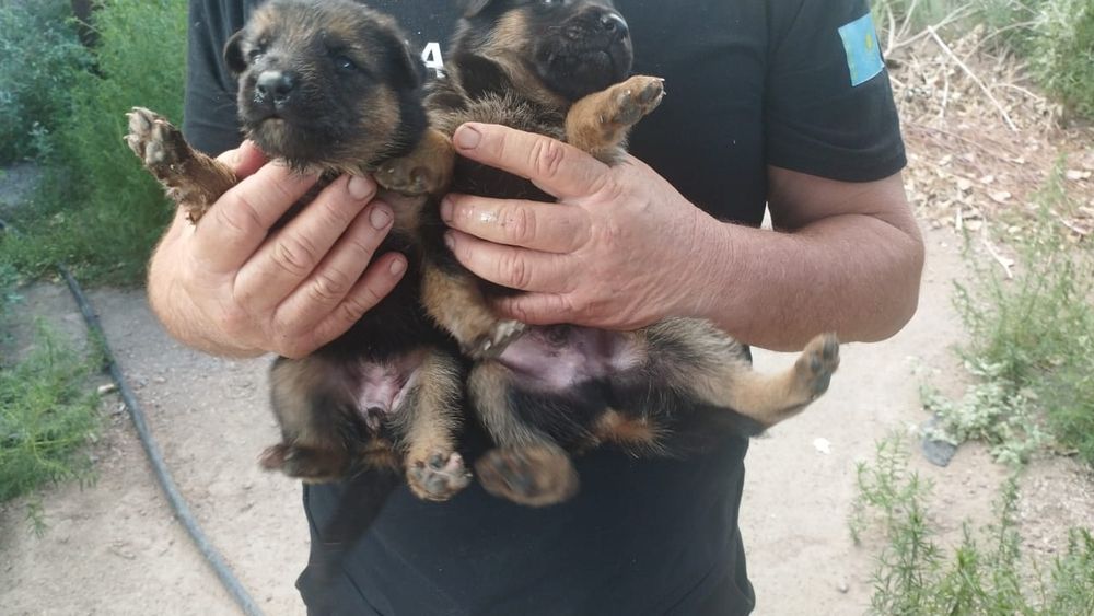 Продам щенков овчарка