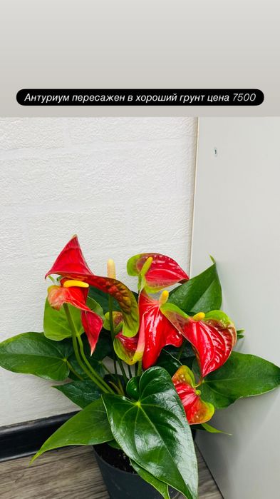 Продам взрослые комнатные цветы