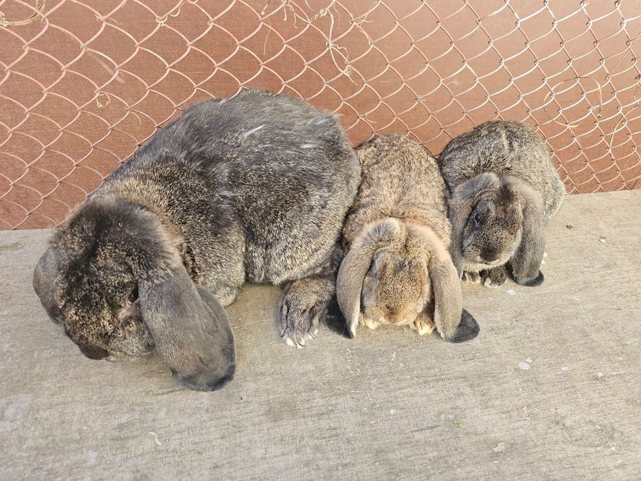 Iepuri marele berbec german